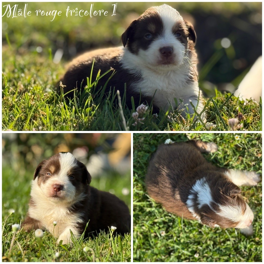Des Terres De L'Avesnois - Chiots disponibles - Berger Américain Miniature 