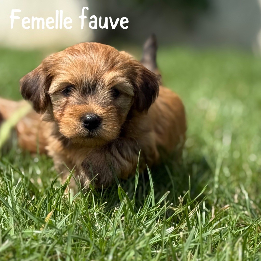Des Terres De L'Avesnois - Chiots disponibles - Bichon Havanais