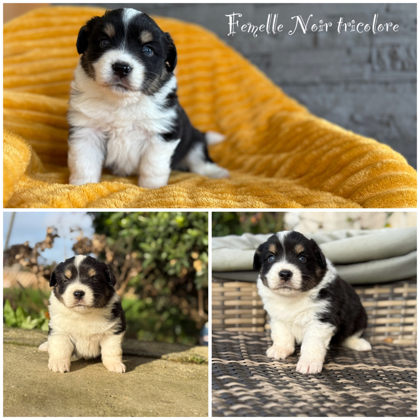 Des Terres De L'Avesnois - Chiots disponibles - Berger Américain Miniature 