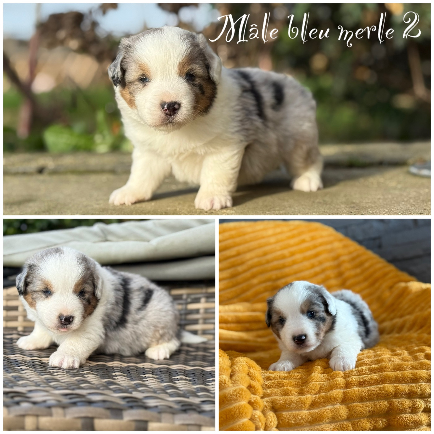 Des Terres De L'Avesnois - Chiots disponibles - Berger Américain Miniature 