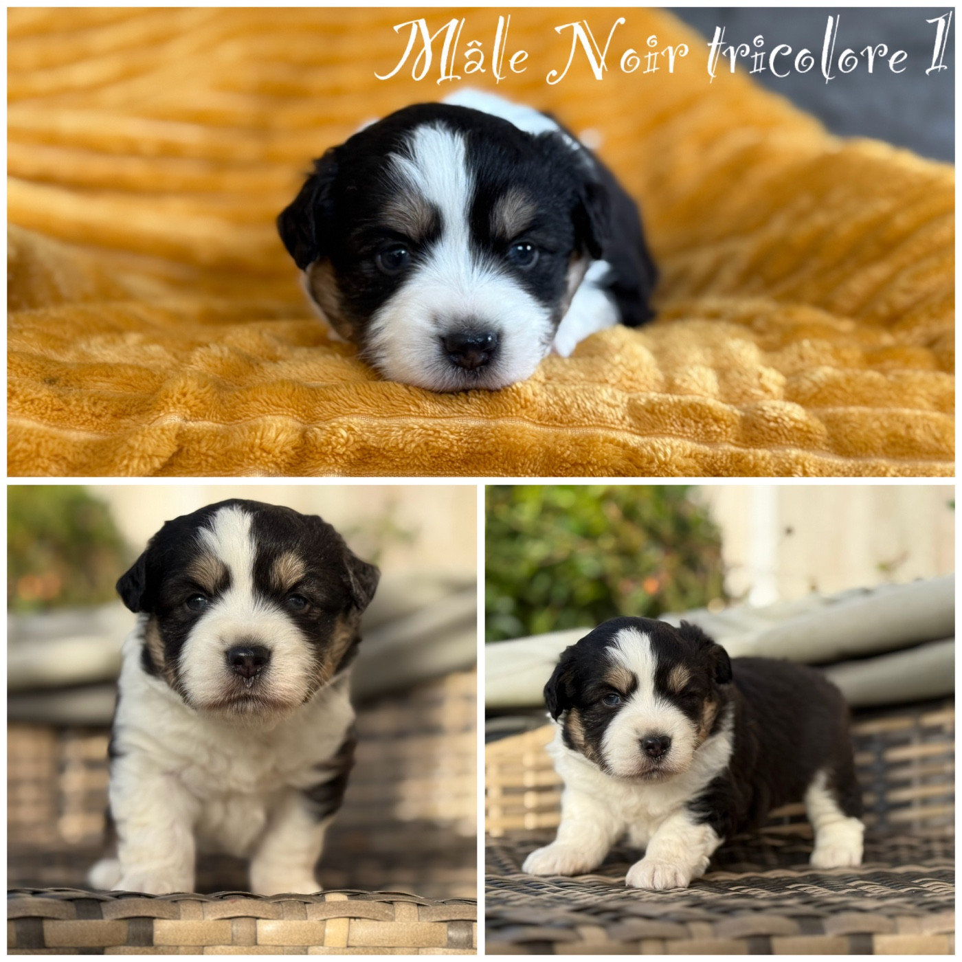 Des Terres De L'Avesnois - Chiots disponibles - Berger Américain Miniature 