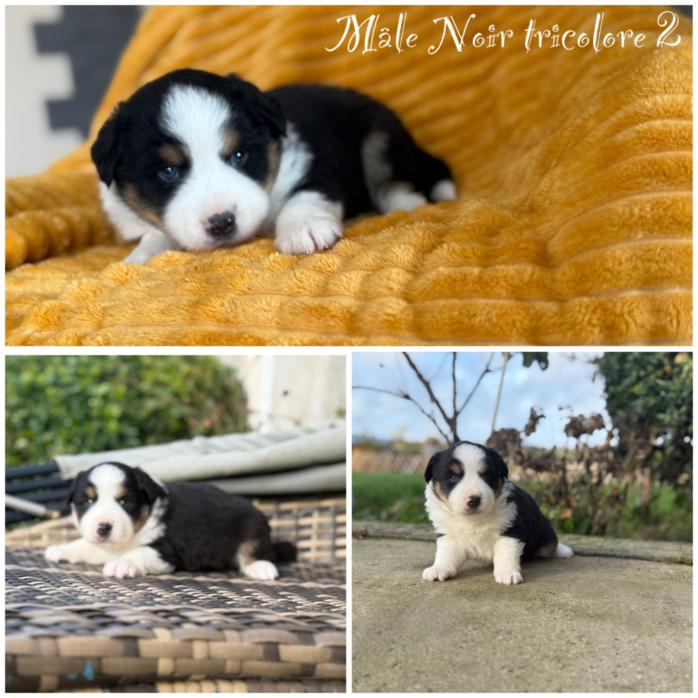 Des Terres De L'Avesnois - Chiots disponibles - Berger Américain Miniature 