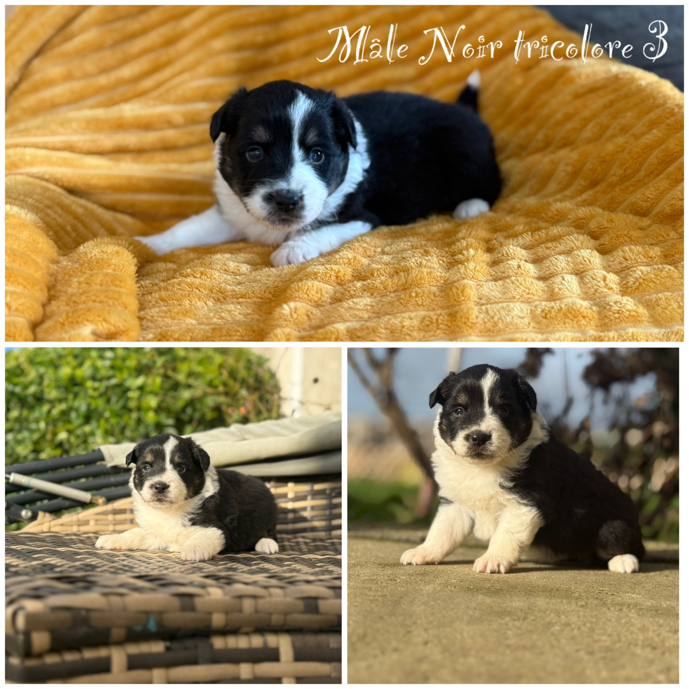 Des Terres De L'Avesnois - Chiots disponibles - Berger Américain Miniature 