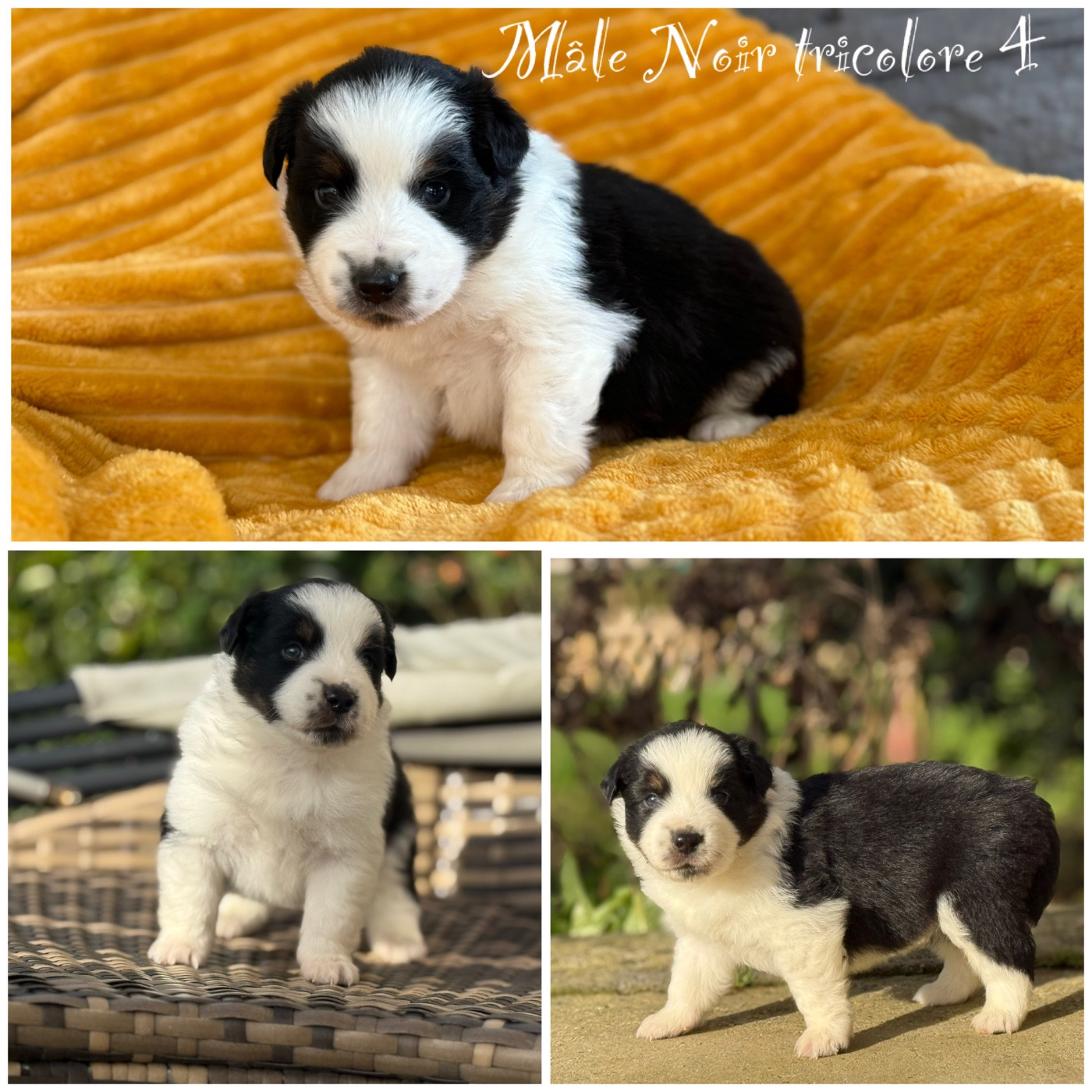 Des Terres De L'Avesnois - Chiots disponibles - Berger Américain Miniature 