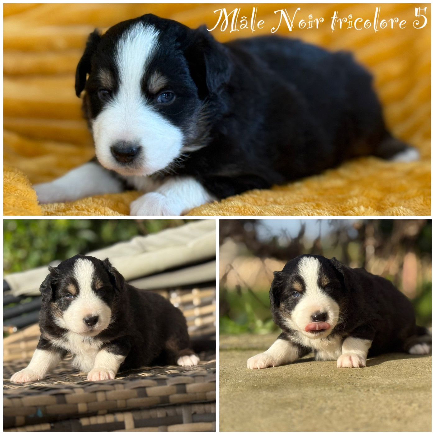 Des Terres De L'Avesnois - Chiots disponibles - Berger Américain Miniature 