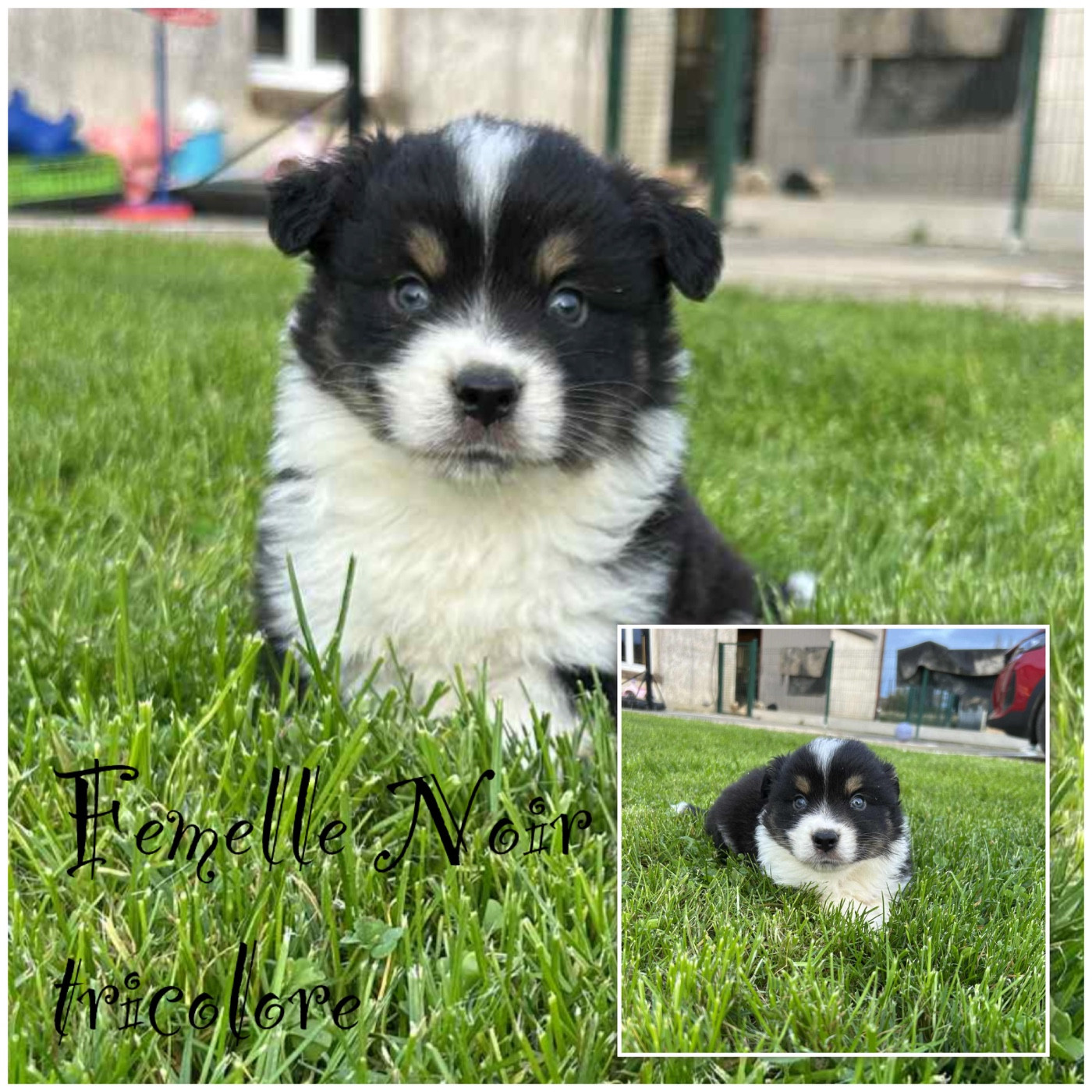 Des Terres De L'Avesnois - Chiots disponibles - Berger Américain Miniature 