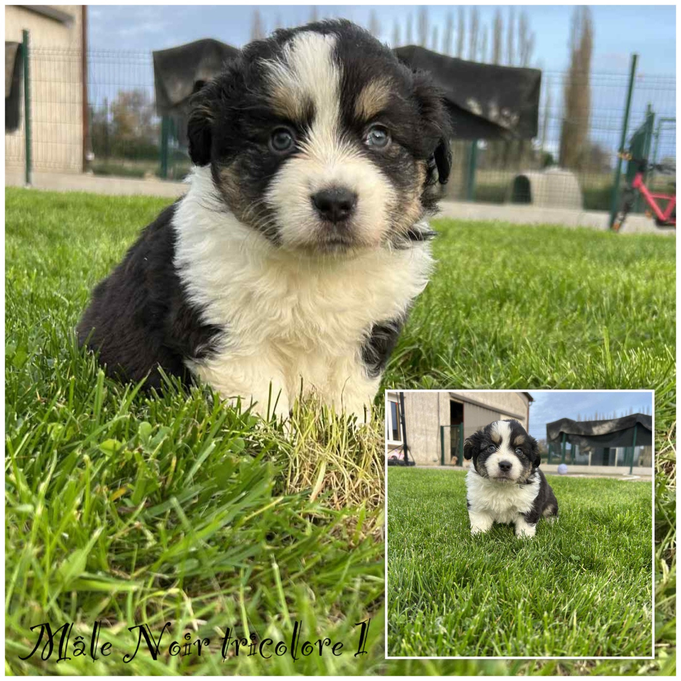 Des Terres De L'Avesnois - Chiots disponibles - Berger Américain Miniature 