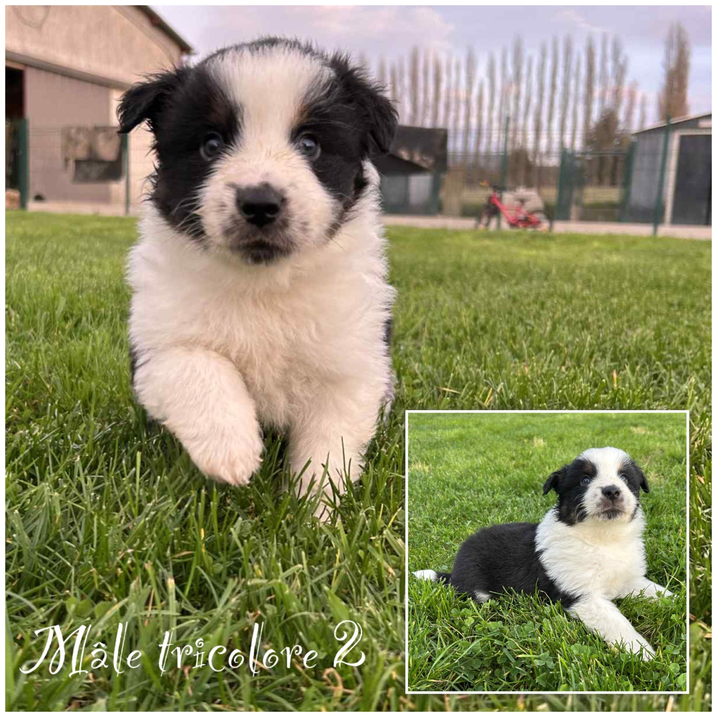 Des Terres De L'Avesnois - Chiots disponibles - Berger Américain Miniature 