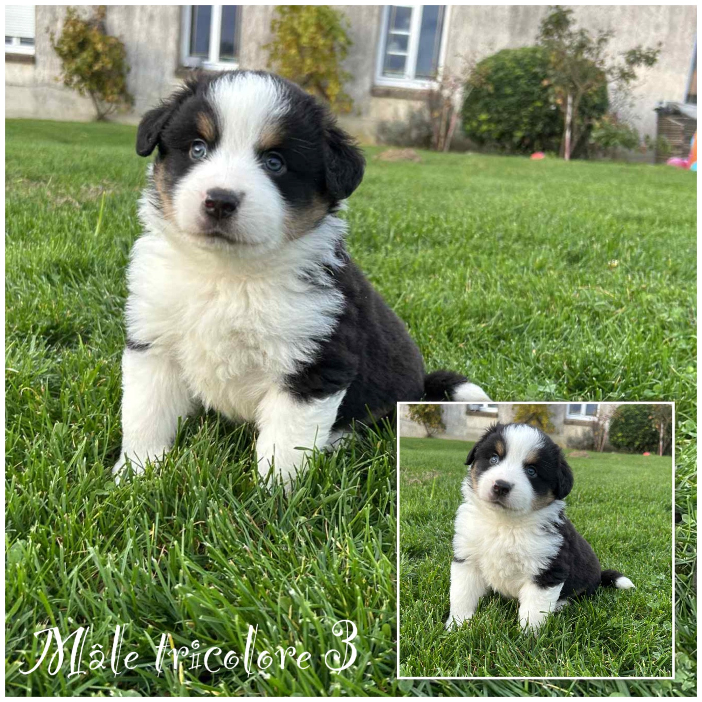 Des Terres De L'Avesnois - Chiots disponibles - Berger Américain Miniature 