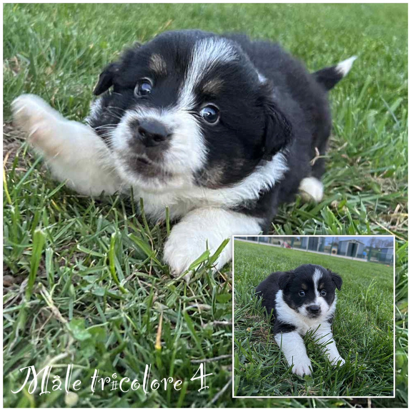 Des Terres De L'Avesnois - Chiots disponibles - Berger Américain Miniature 