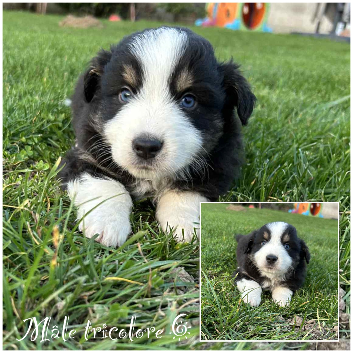 Des Terres De L'Avesnois - Chiots disponibles - Berger Américain Miniature 