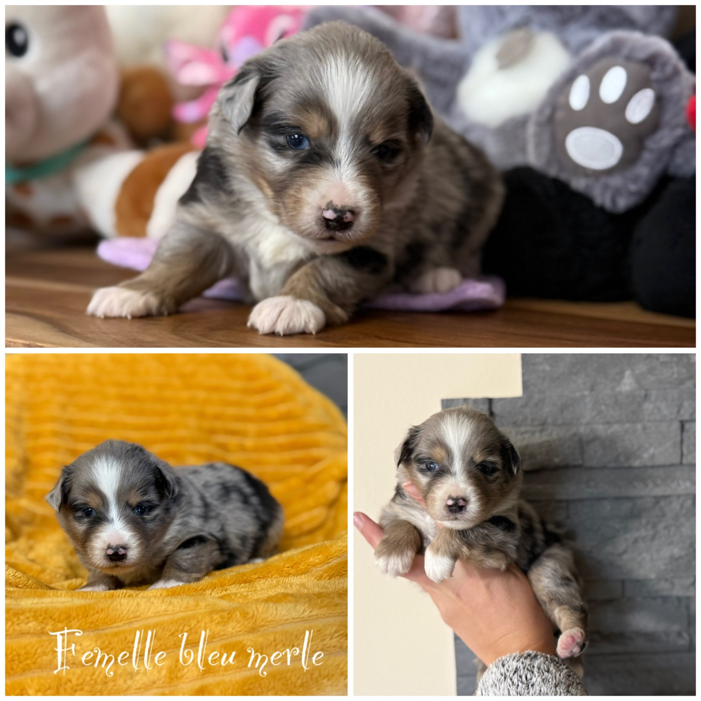 Des Terres De L'Avesnois - Chiots disponibles - Berger Américain Miniature 