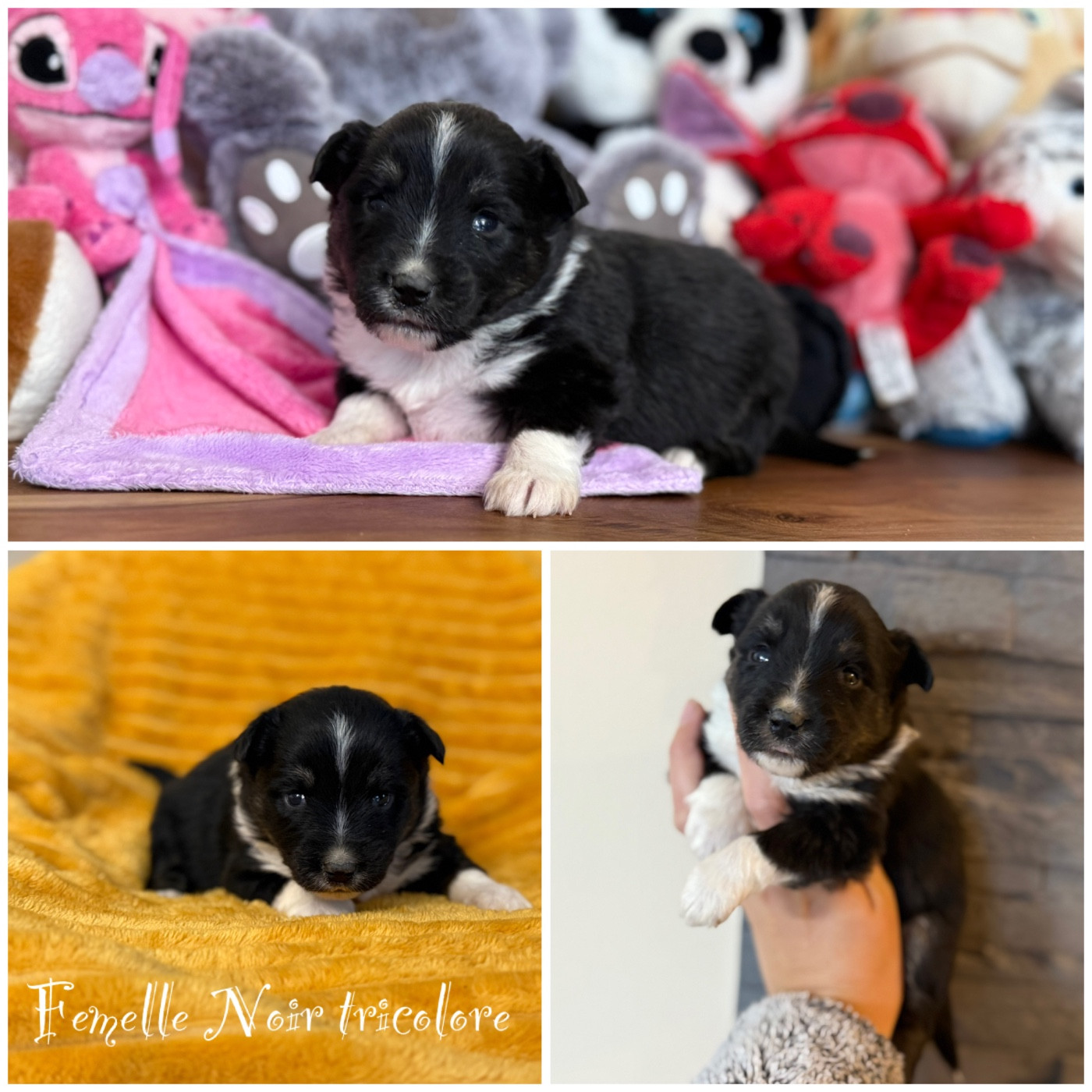 Des Terres De L'Avesnois - Chiots disponibles - Berger Américain Miniature 