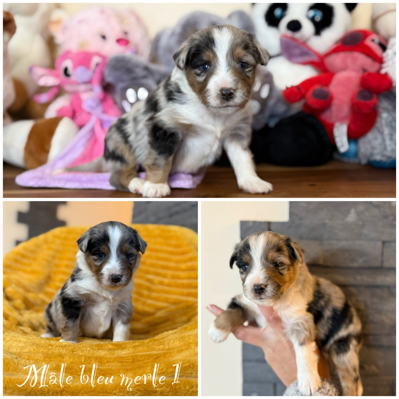 Des Terres De L'Avesnois - Chiots disponibles - Berger Américain Miniature 