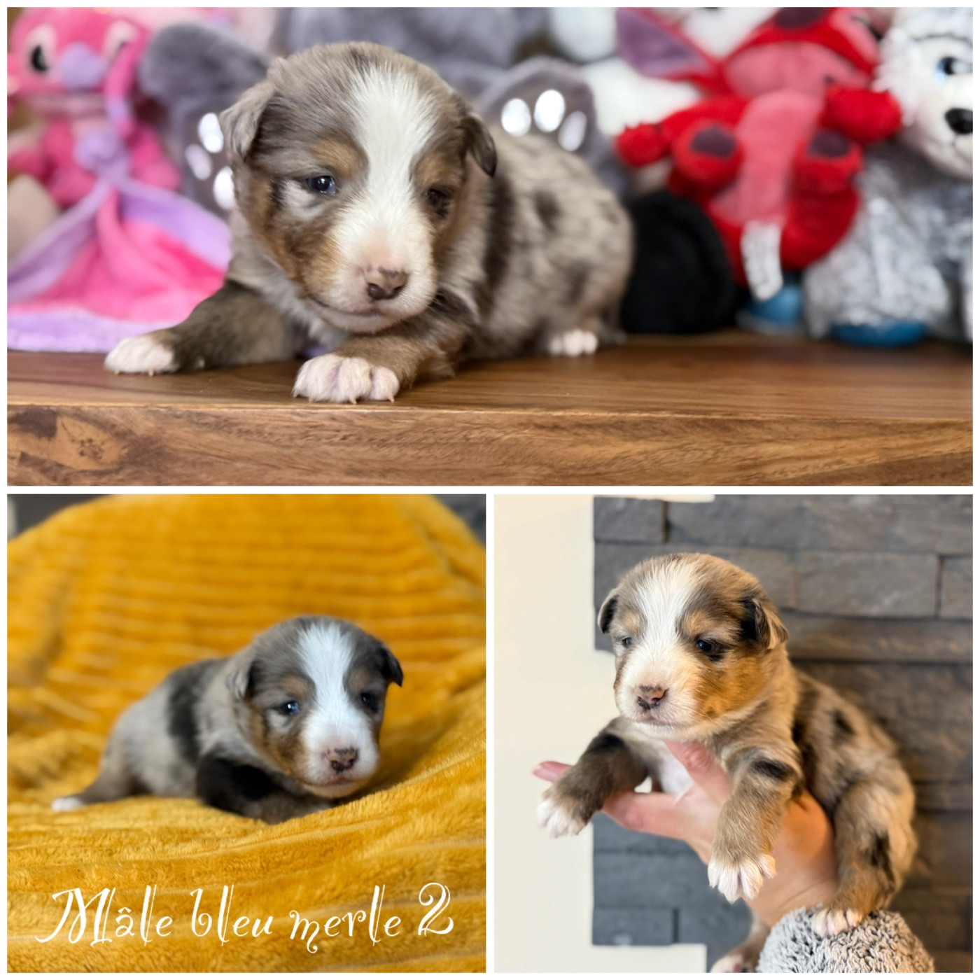 Des Terres De L'Avesnois - Chiots disponibles - Berger Américain Miniature 