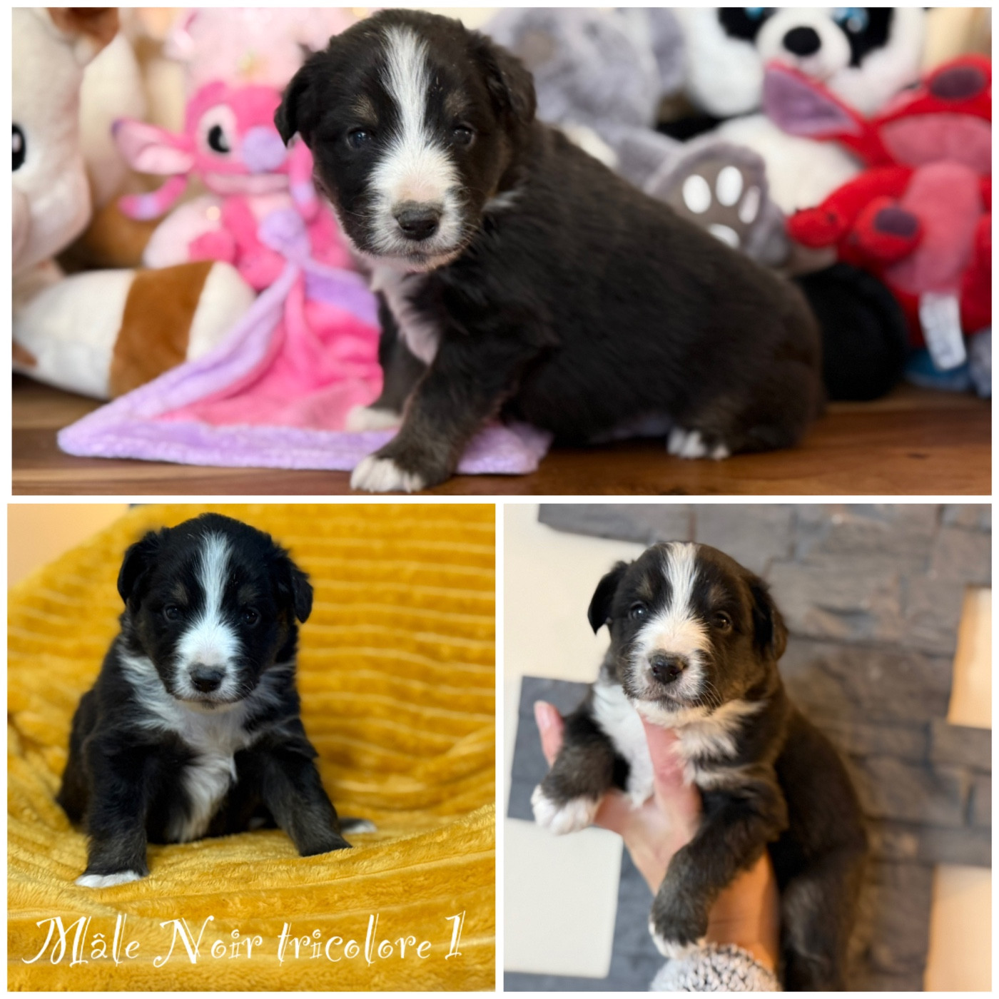 Des Terres De L'Avesnois - Chiots disponibles - Berger Américain Miniature 