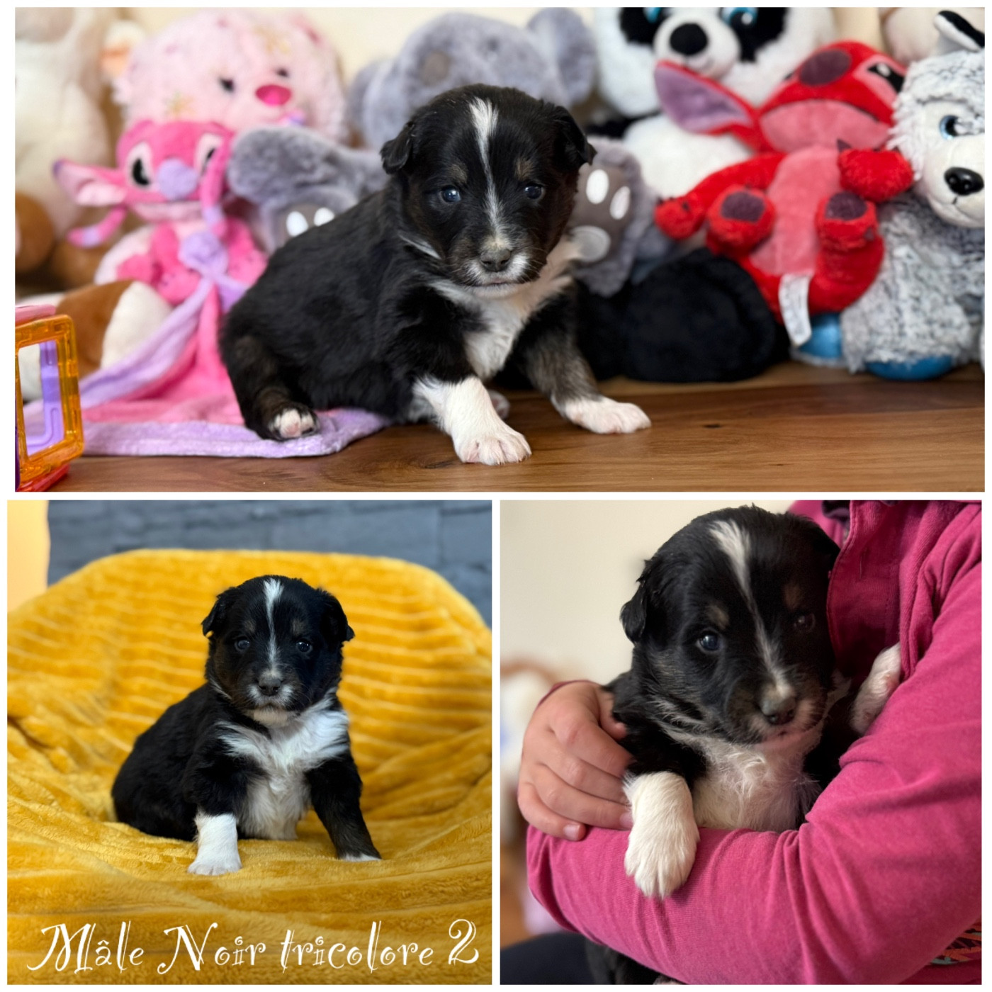 Des Terres De L'Avesnois - Chiots disponibles - Berger Américain Miniature 