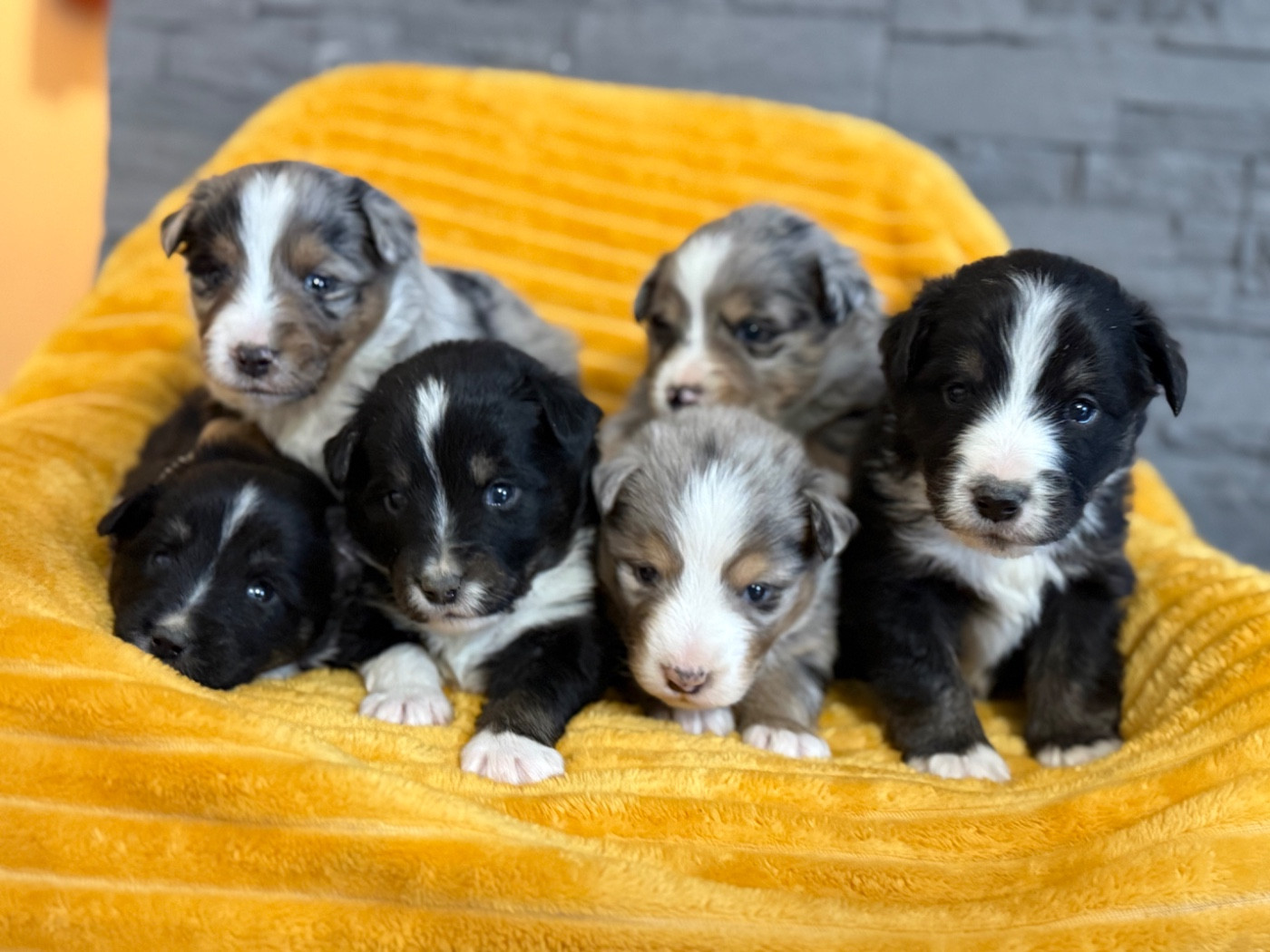 Chiot Berger Américain Miniature  Des Terres De L'Avesnois