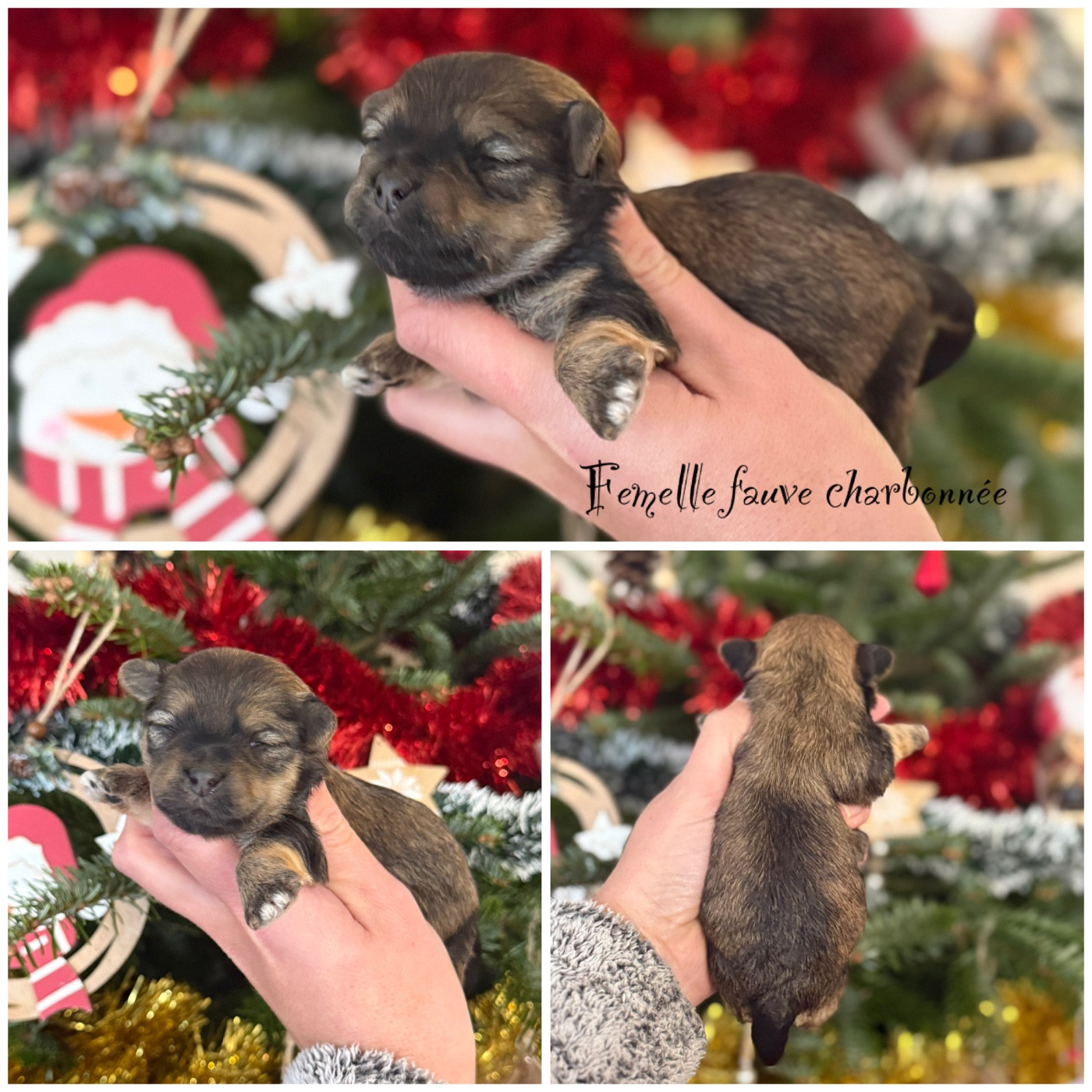 Des Terres De L'Avesnois - Chiots disponibles - Bichon Havanais