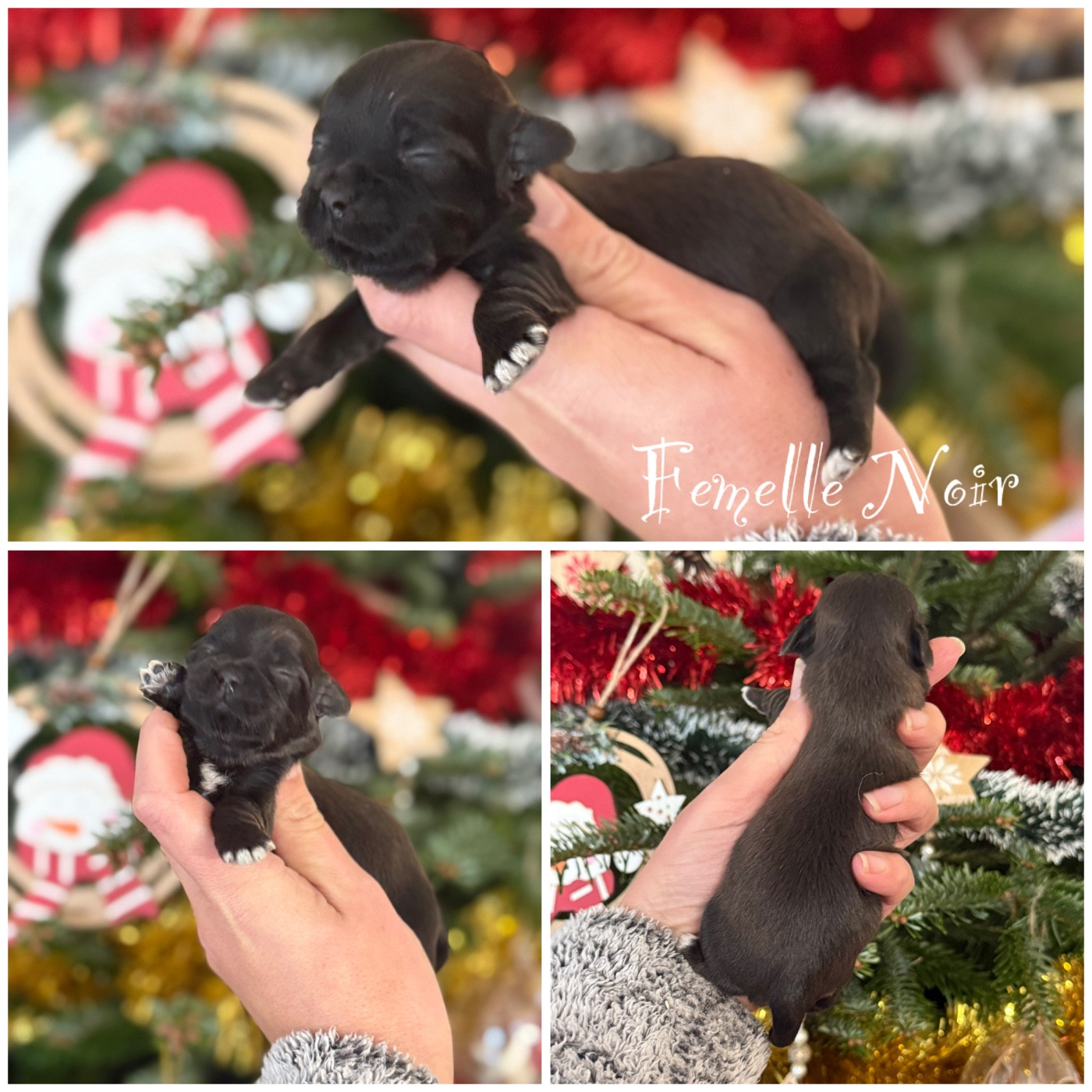 Des Terres De L'Avesnois - Chiots disponibles - Bichon Havanais