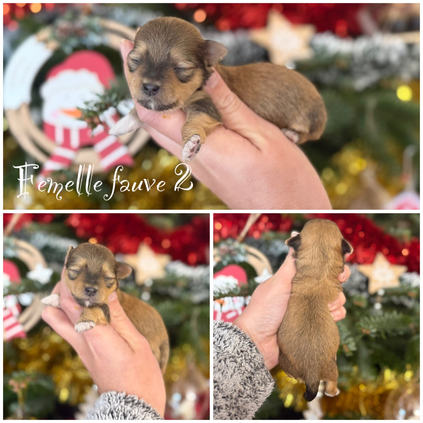 Des Terres De L'Avesnois - Chiots disponibles - Bichon Havanais