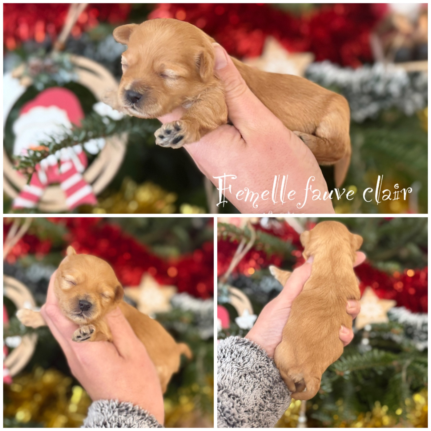 Des Terres De L'Avesnois - Chiots disponibles - Bichon Havanais