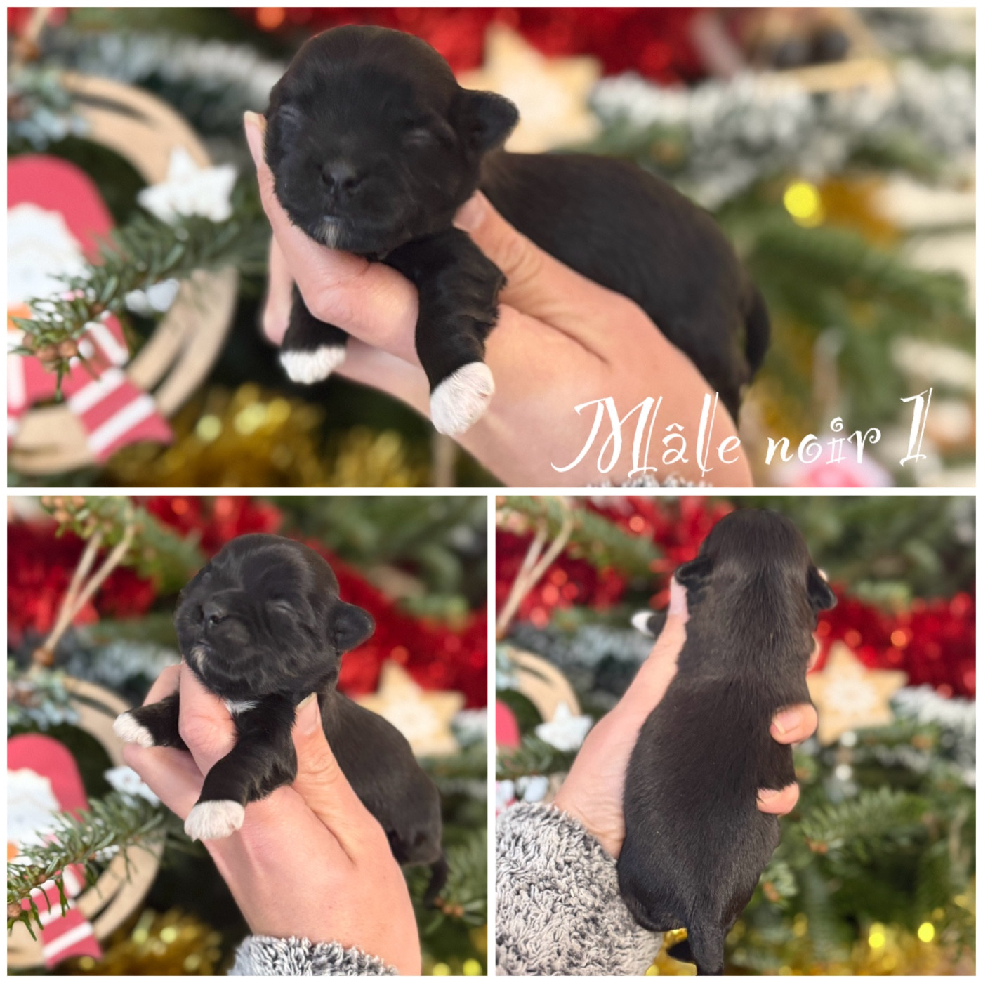 Des Terres De L'Avesnois - Chiots disponibles - Bichon Havanais