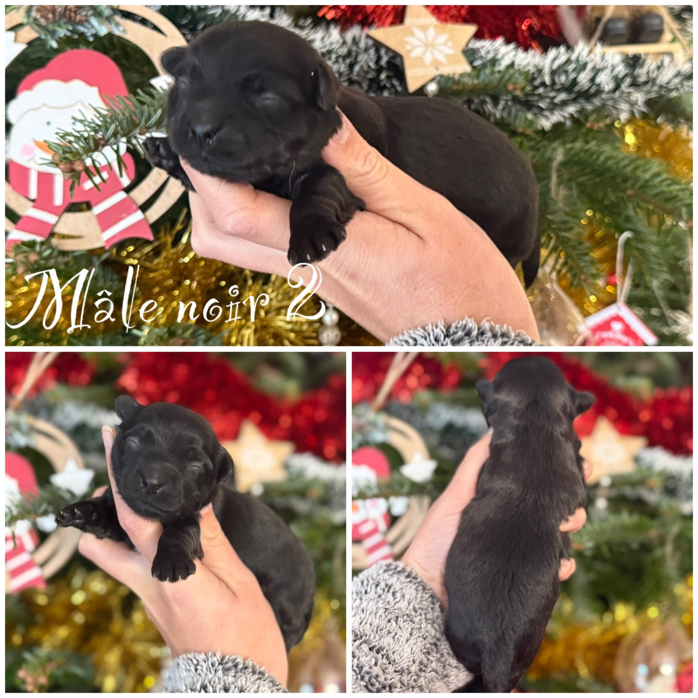 Des Terres De L'Avesnois - Chiots disponibles - Bichon Havanais