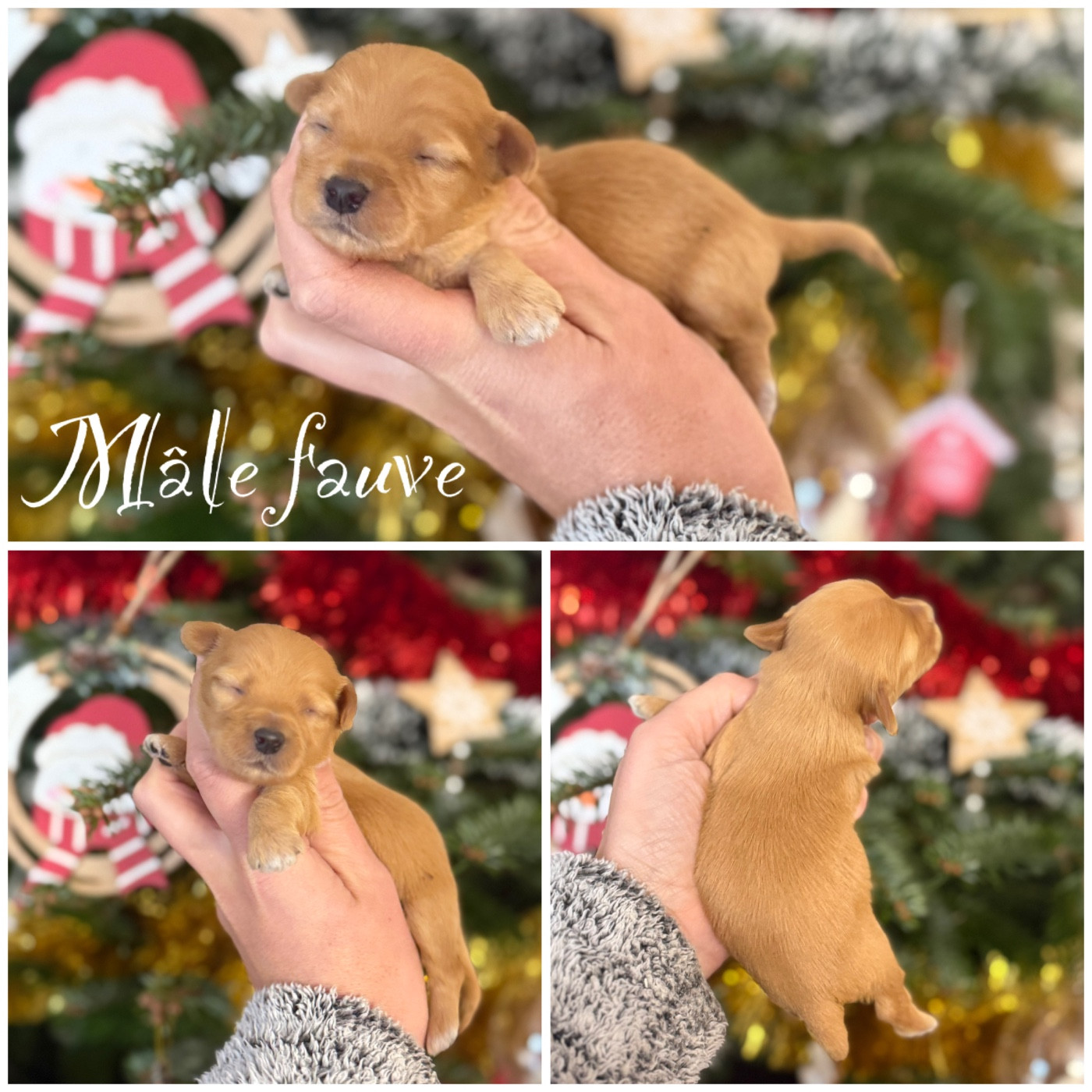 Des Terres De L'Avesnois - Chiots disponibles - Bichon Havanais