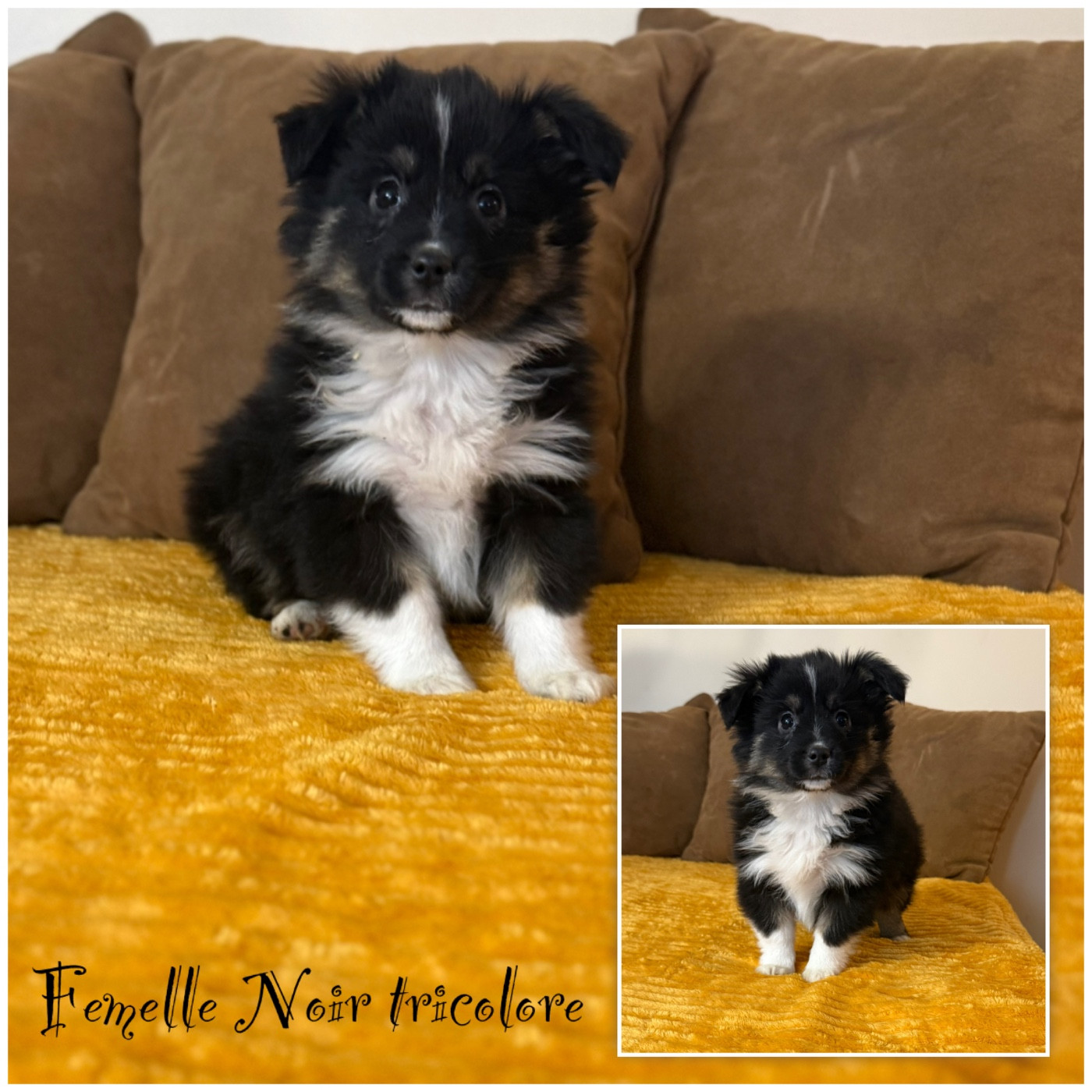 Des Terres De L'Avesnois - Chiots disponibles - Berger Américain Miniature 