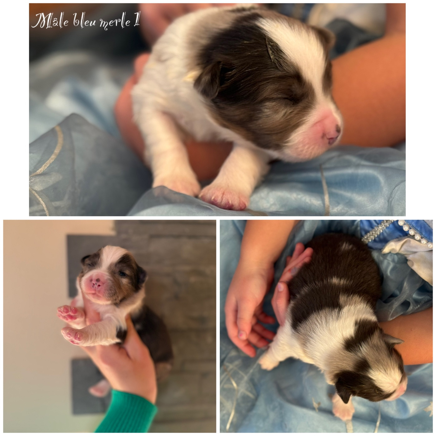 Des Terres De L'Avesnois - Chiots disponibles - Berger Américain Miniature 