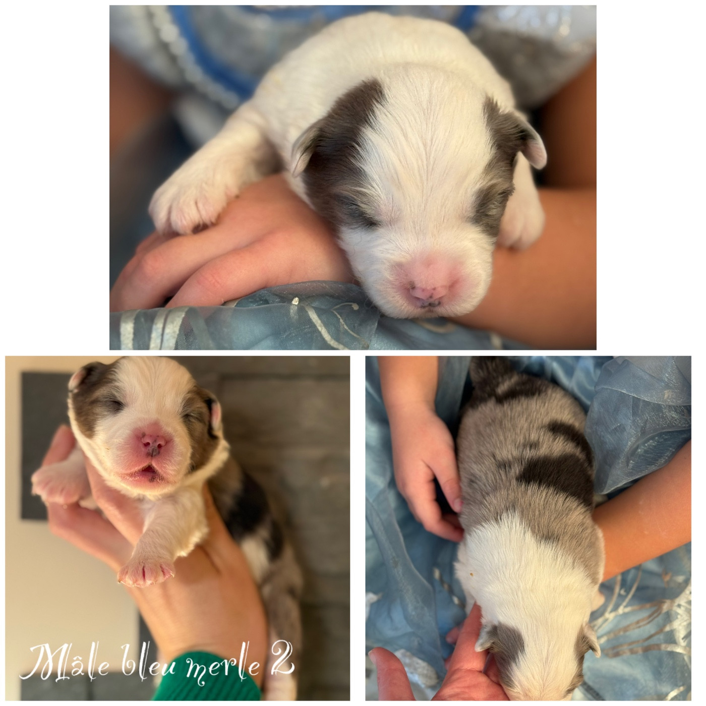 Des Terres De L'Avesnois - Chiots disponibles - Berger Américain Miniature 