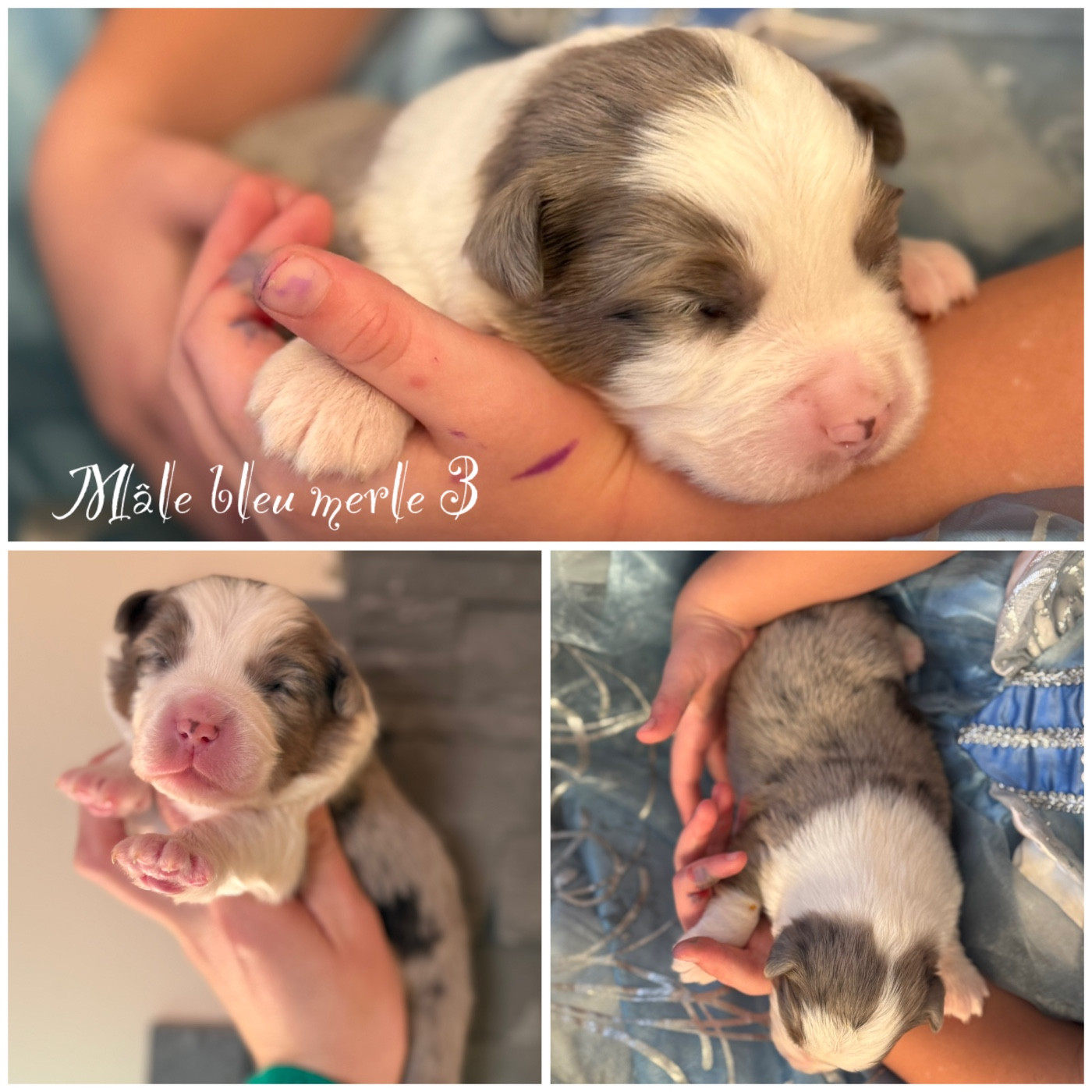 Des Terres De L'Avesnois - Chiots disponibles - Berger Américain Miniature 