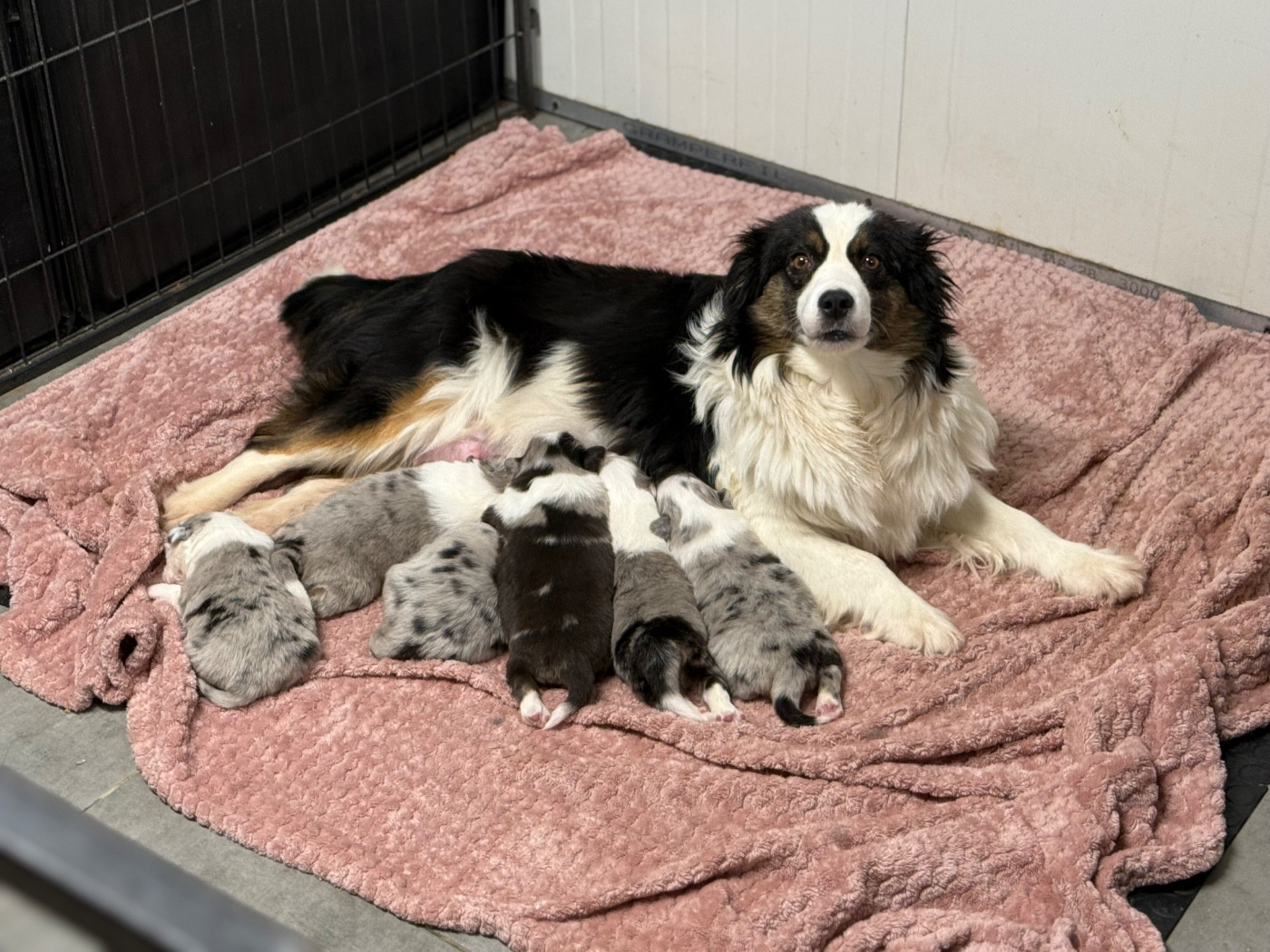 Chiot Berger Américain Miniature  Des Terres De L'Avesnois