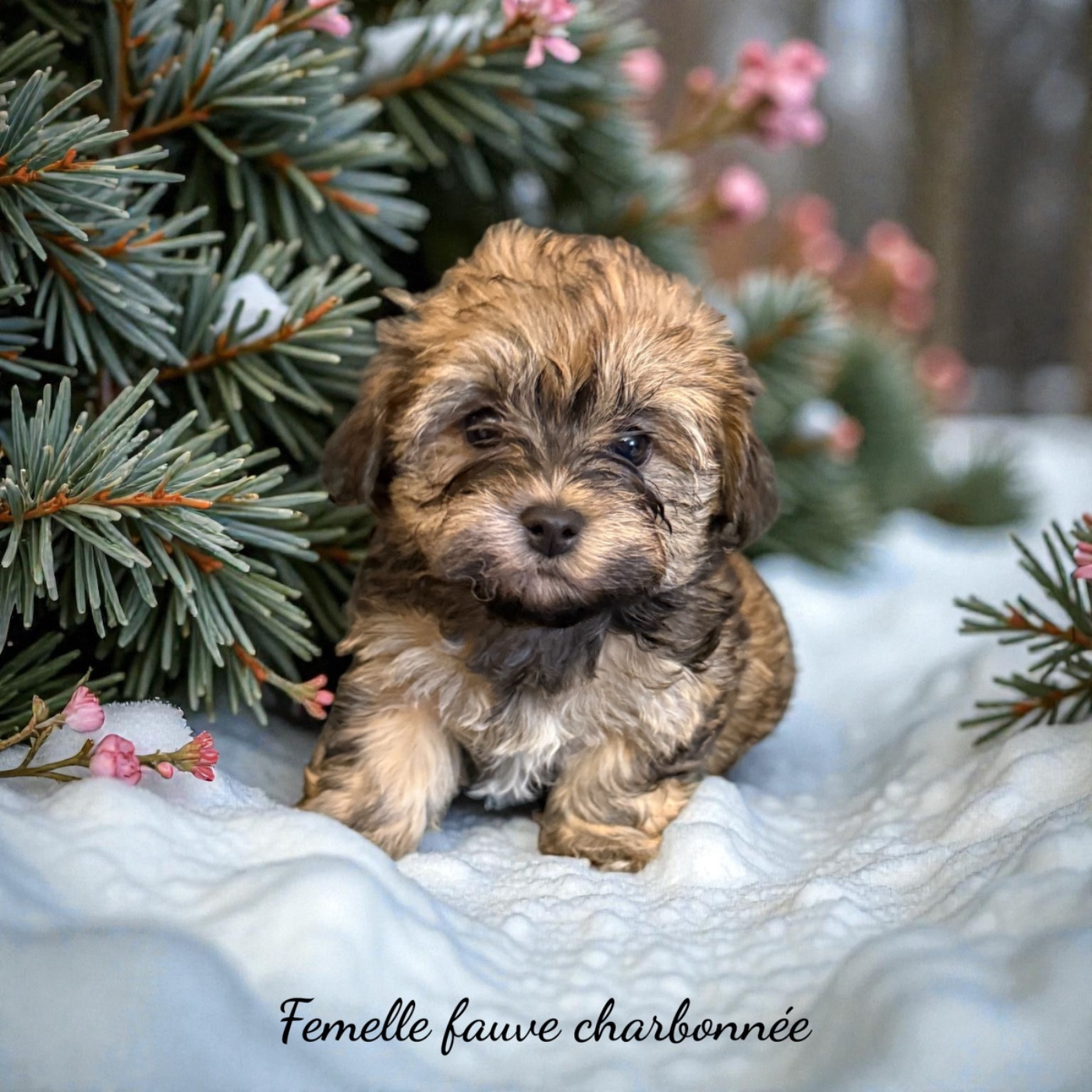 Des Terres De L'Avesnois - Chiots disponibles - Bichon Havanais