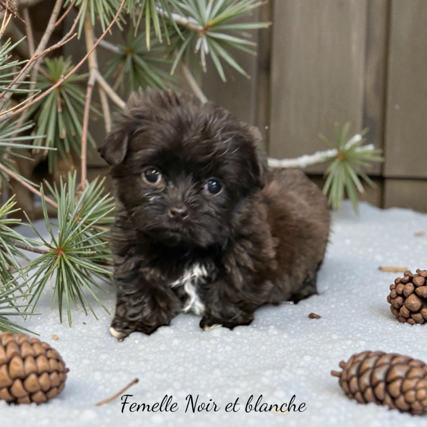 Des Terres De L'Avesnois - Chiots disponibles - Bichon Havanais