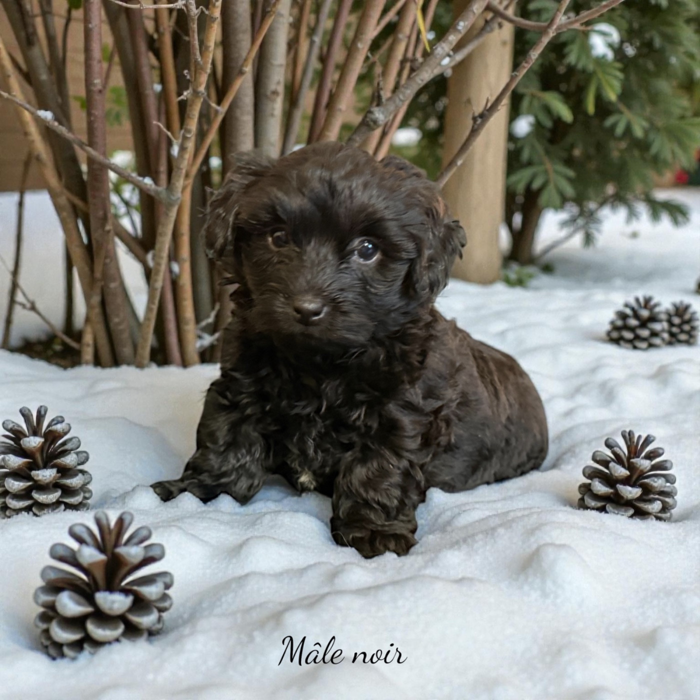 Des Terres De L'Avesnois - Chiots disponibles - Bichon Havanais