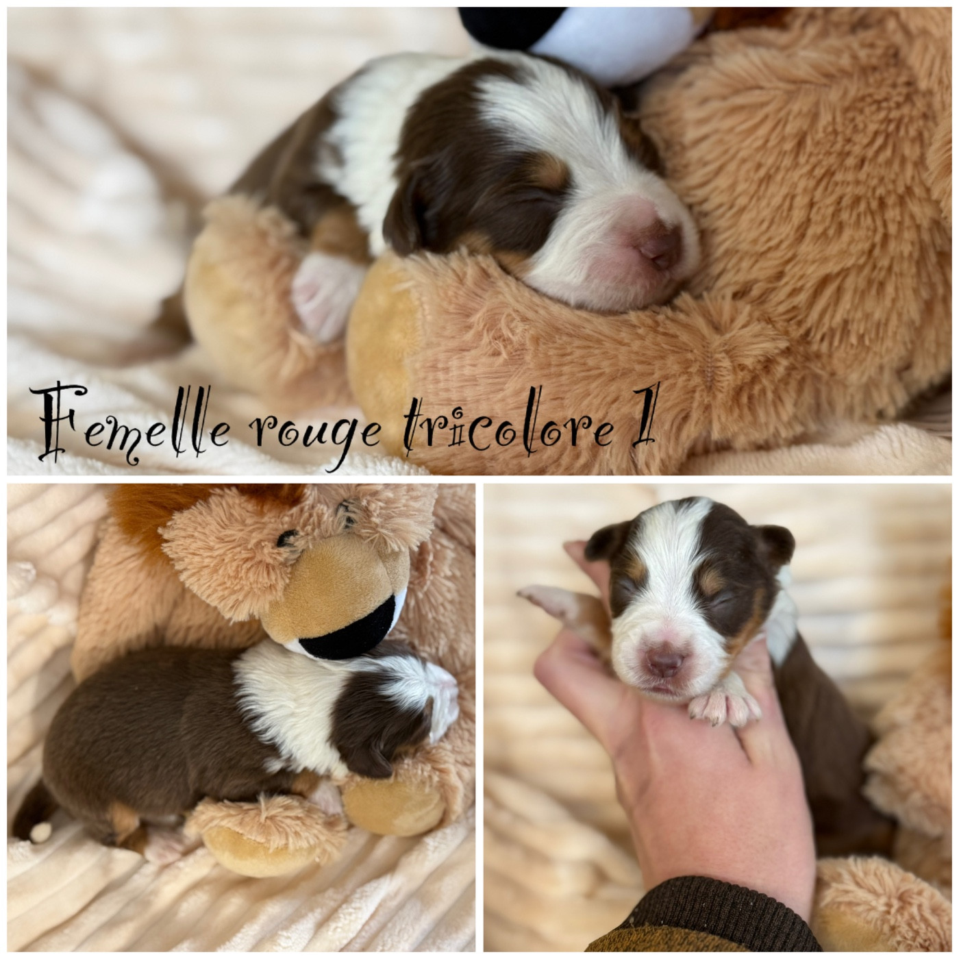 Des Terres De L'Avesnois - Chiots disponibles - Berger Américain Miniature 