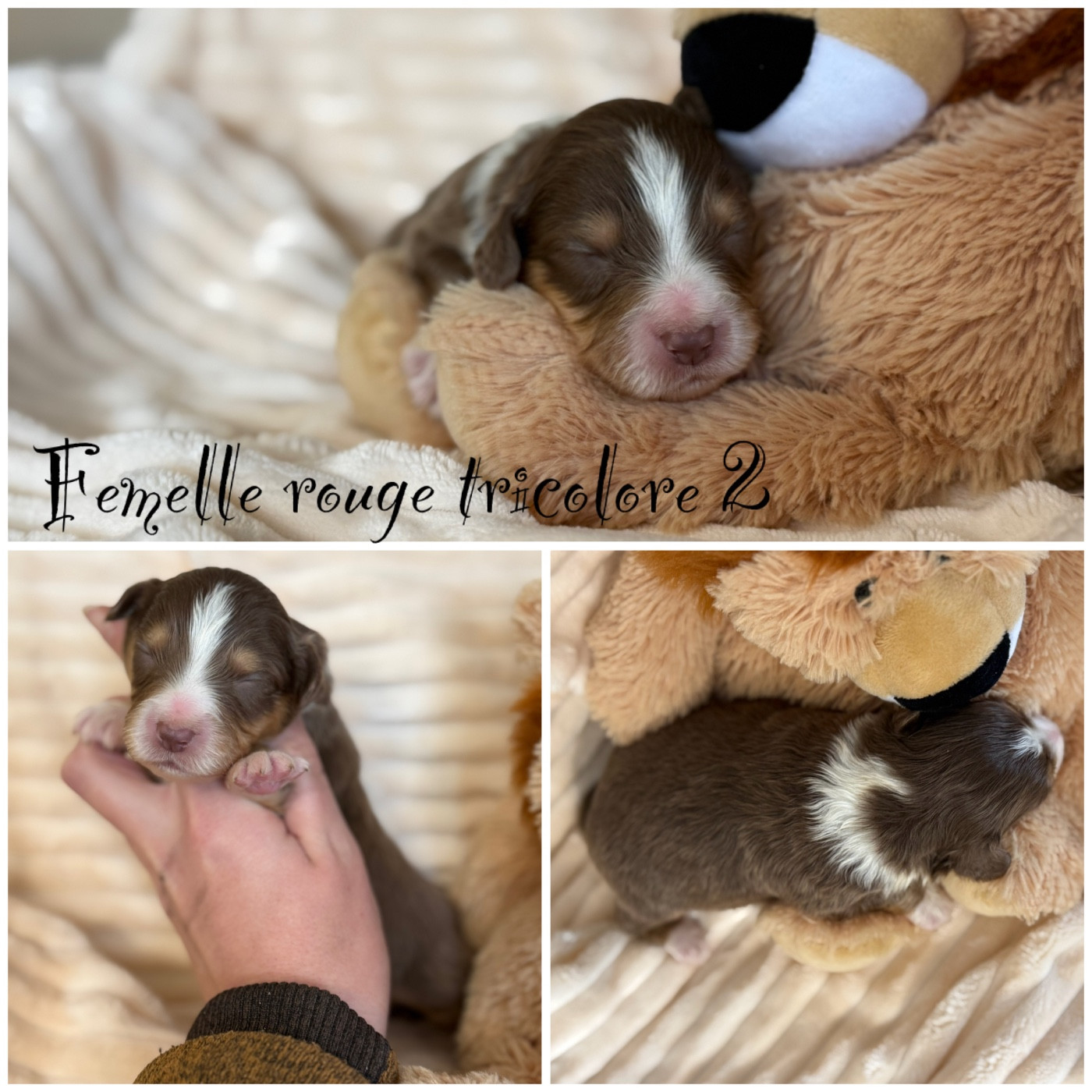 Des Terres De L'Avesnois - Chiots disponibles - Berger Américain Miniature 