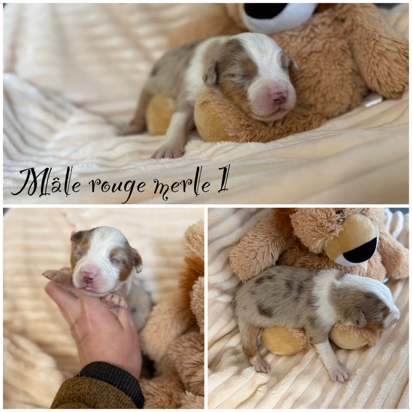 Des Terres De L'Avesnois - Chiots disponibles - Berger Américain Miniature 