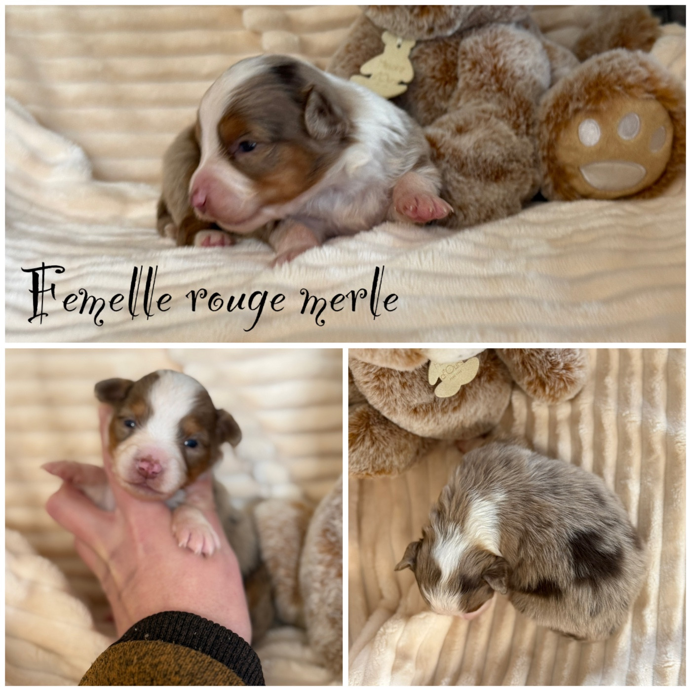 Des Terres De L'Avesnois - Chiots disponibles - Berger Américain Miniature 