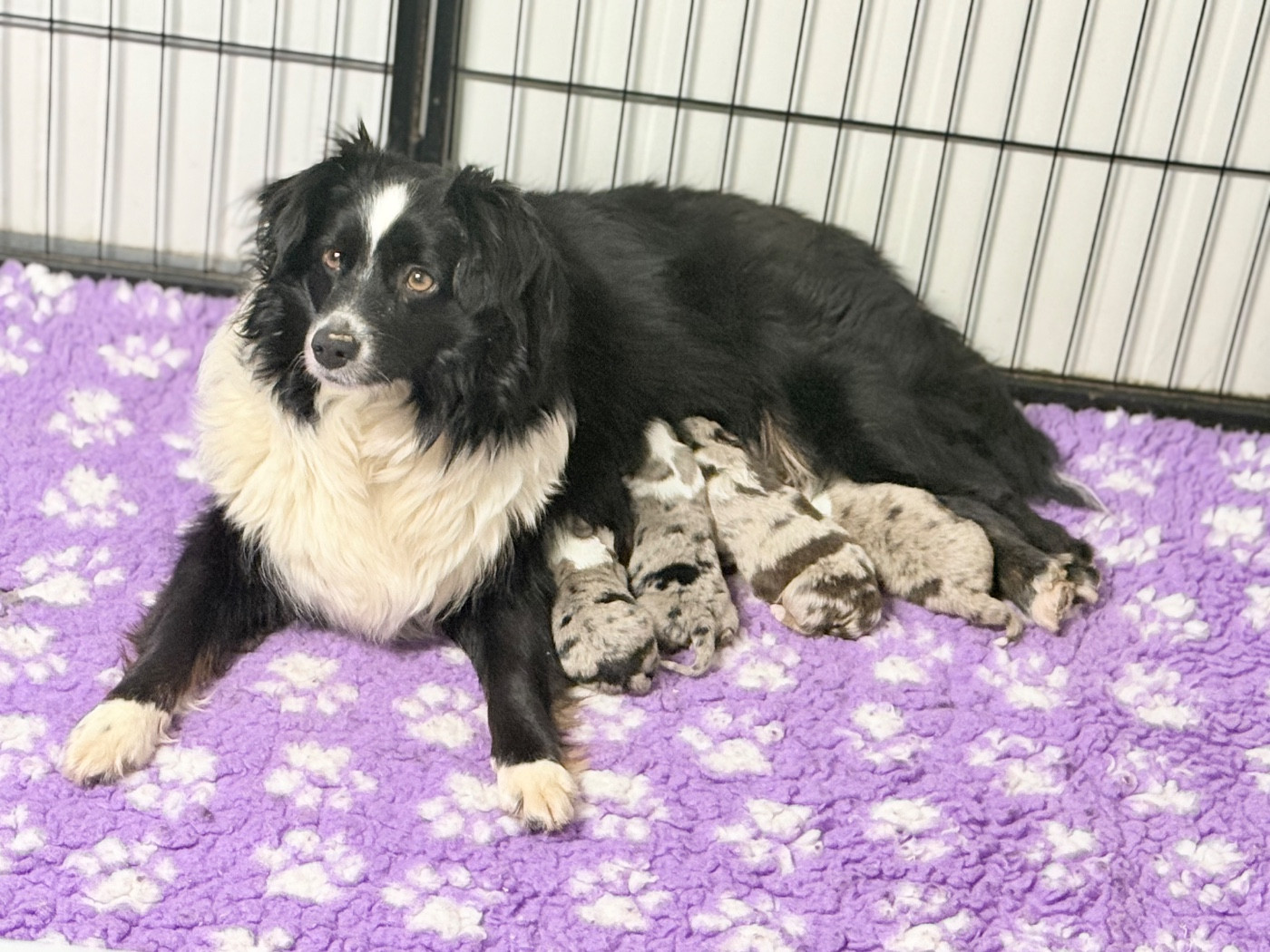 Chiot Berger Américain Miniature  Des Terres De L'Avesnois