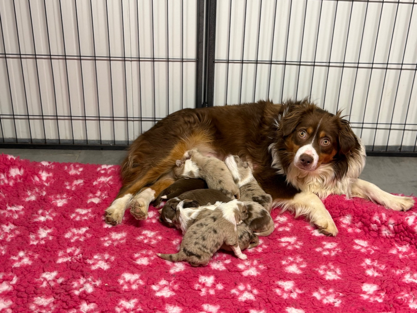 Chiot Berger Américain Miniature  Des Terres De L'Avesnois