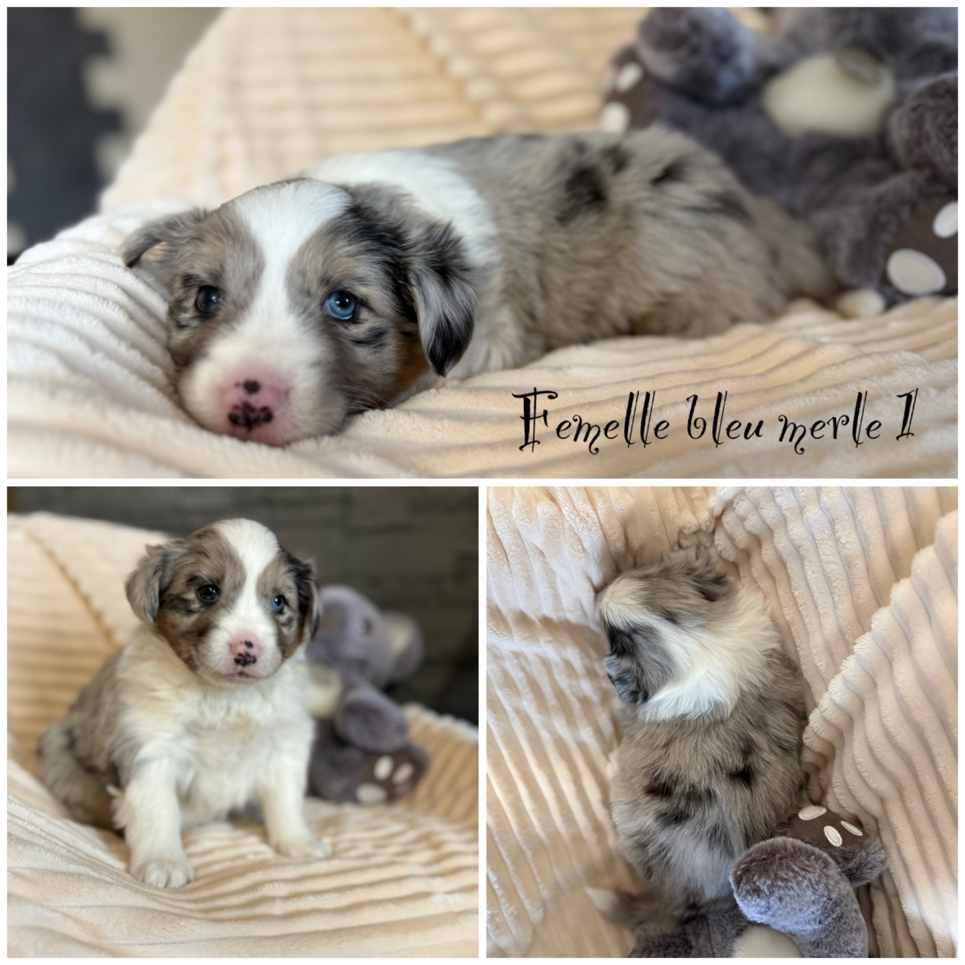 Des Terres De L'Avesnois - Chiots disponibles - Berger Américain Miniature 