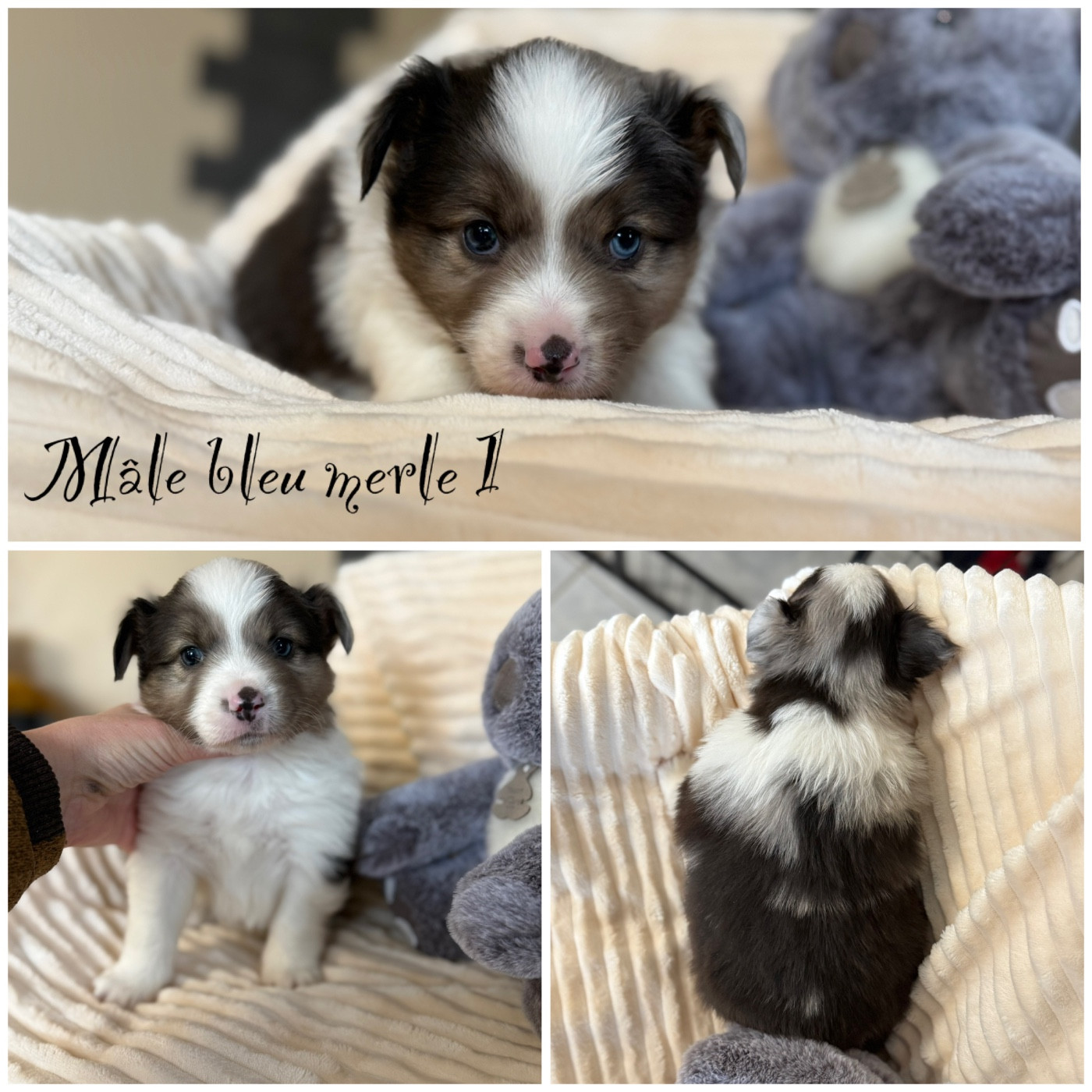 Des Terres De L'Avesnois - Chiots disponibles - Berger Américain Miniature 