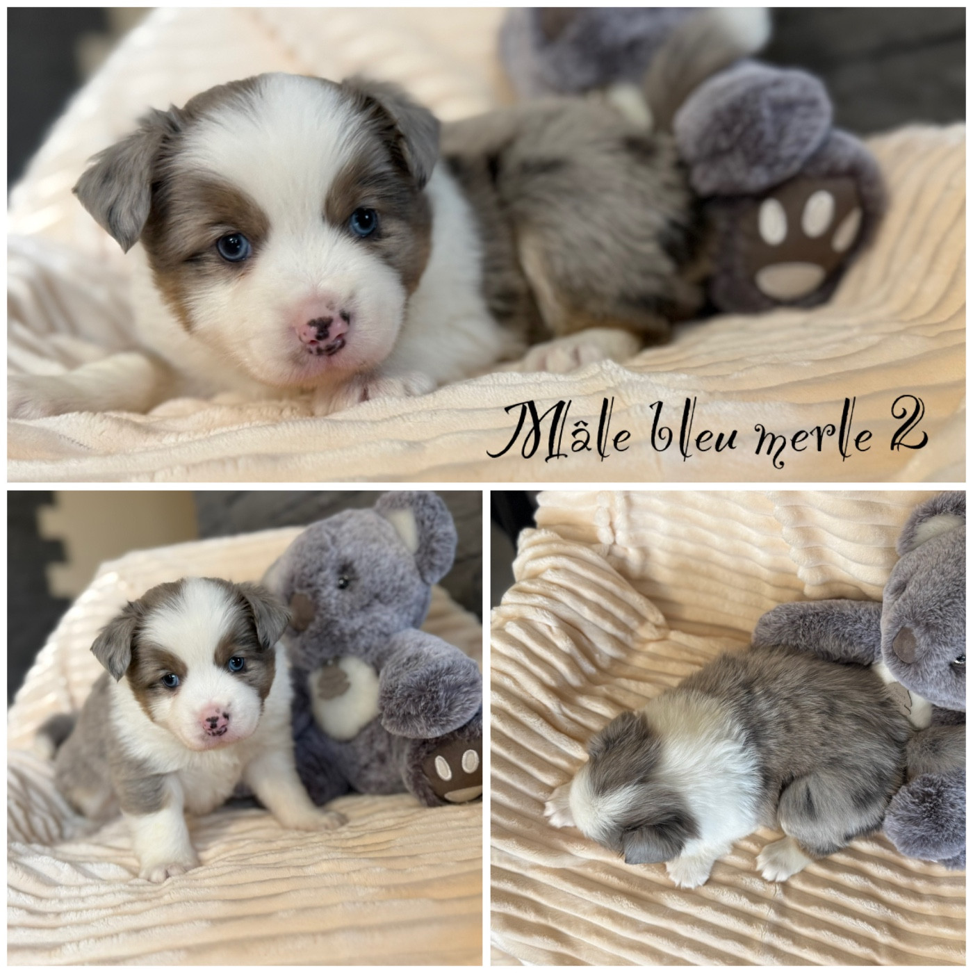 Des Terres De L'Avesnois - Chiots disponibles - Berger Américain Miniature 