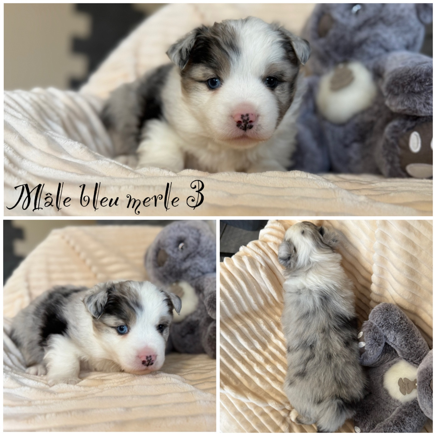 Des Terres De L'Avesnois - Chiots disponibles - Berger Américain Miniature 