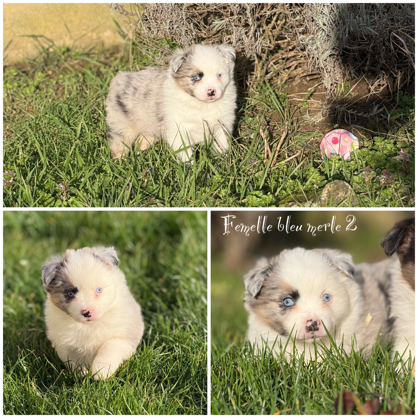 Des Terres De L'Avesnois - Chiots disponibles - Berger Américain Miniature 