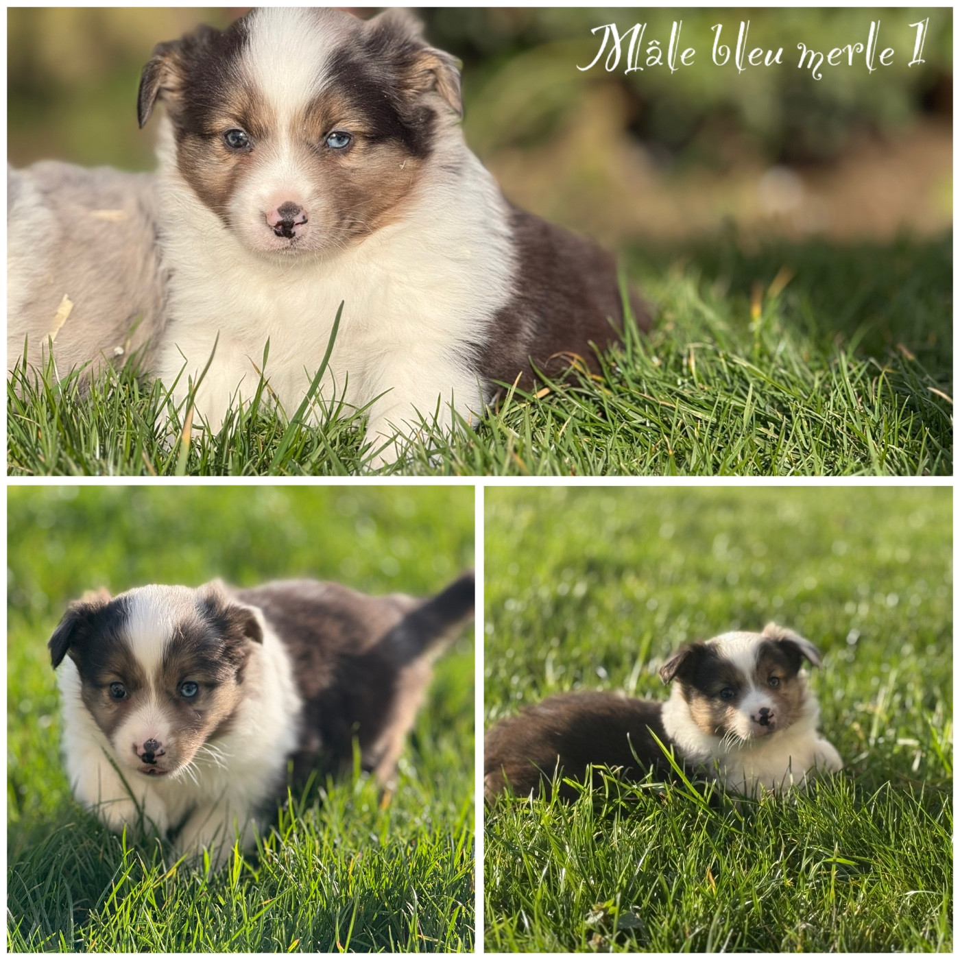 Des Terres De L'Avesnois - Chiots disponibles - Berger Américain Miniature 