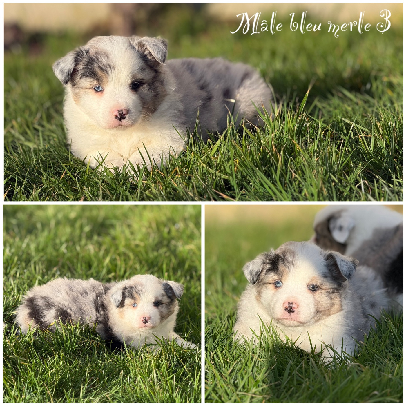 Des Terres De L'Avesnois - Chiots disponibles - Berger Américain Miniature 